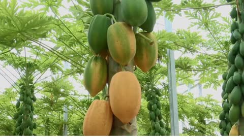 Outstanding Papaya cultivation Technology