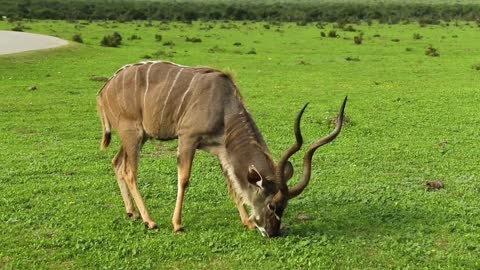 Kudu on the Lawn