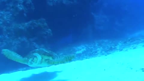 Nature Video Real Turtle under the Sea Deep Blue