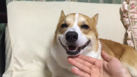 Happy Corgi