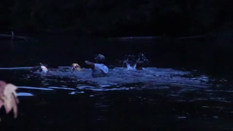 Dogs Catch Hog In Pond