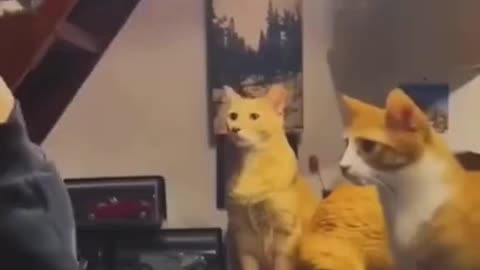 fyp / foryou / funny / cat / tiktok / catsoftiktok