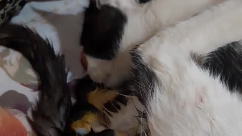 Watch a cat giving birth