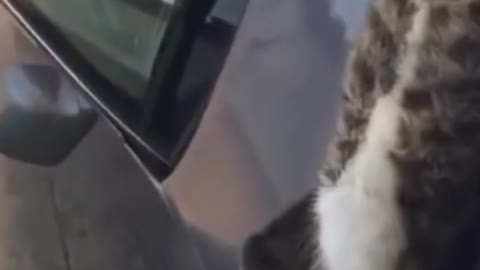 Cute Cat Funny Sleeping Up To Car