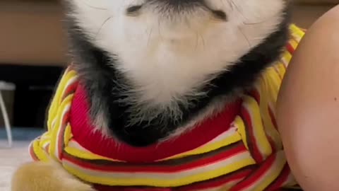Cute Dog World New Shorts video Ep 16
