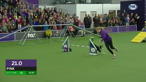 P_nk the border collie wins back-to-back titles at the 2019 WKC Masters Agility .