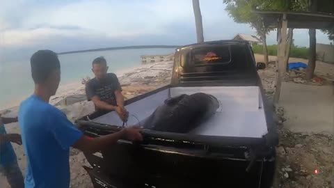 Spearfishing 400lbs Grouper