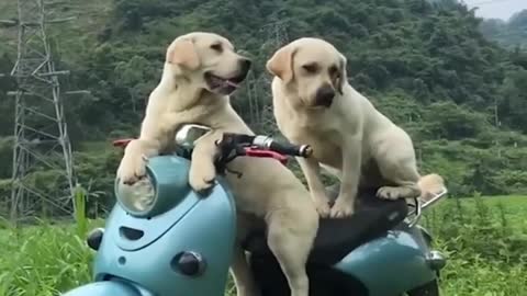 Baby Dogs -Funniest and Cutest Labrador Puppies Best Funny Animals Videos 2022 Part 5