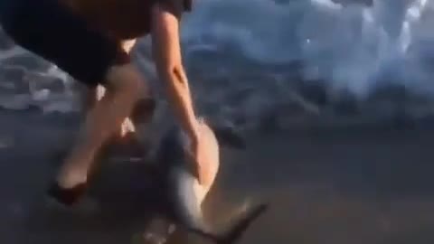 Man saves a baby dolphin that is beached