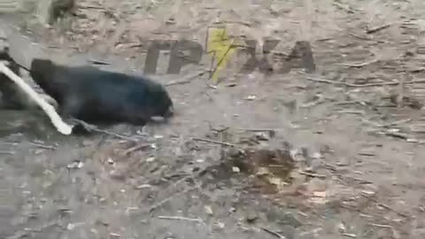 Just a beaver who decided to wrest a trench from our fighters