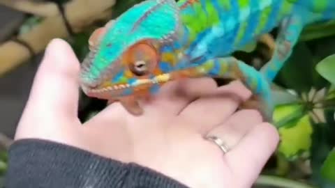 Very Rare Reptiles! Please see this video