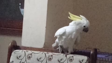 Cacatoos dancing bird