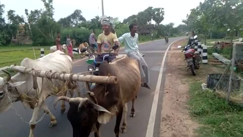 Bullock carts of villages