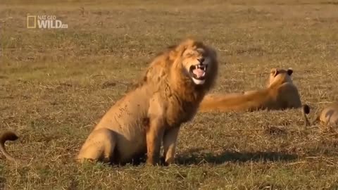 funny lion laughing video