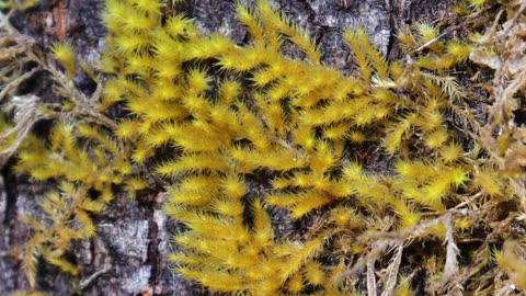 Yellow Moss