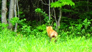 Red Fox