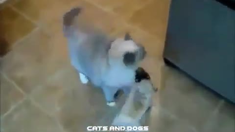 Best fight - Cats vs dogs