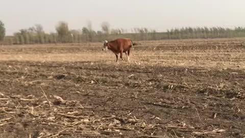 This cow responding like it was a dog