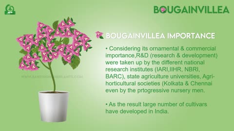 Bougainvillea biscuit