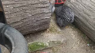 Chickens on the playground!!! China chicken - cochin!