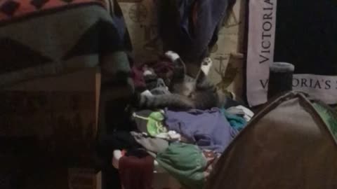 Cat plays in laundry bin