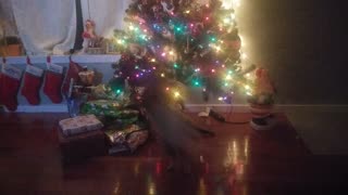 Christmas Kitten scampers under tree