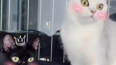 Funny cat Video 😂😂