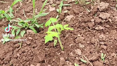 Planting Tomato plant