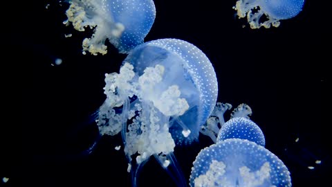 Jellyfish - 4K video - Part 1