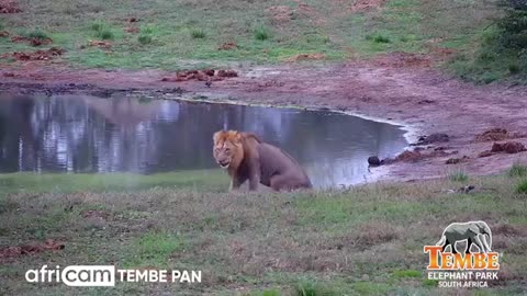M179, Male Lion, Checking Out Tembe Waterhole_Cut1