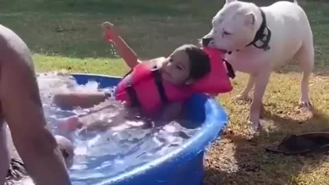 The pool is a dangerous place, get out!😳 |funny dog video