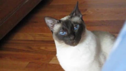 Talking Siamese Cat VERY talkative! She answers all my questions!