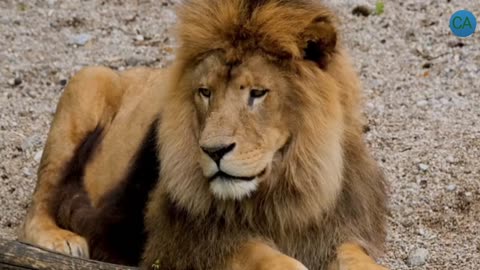 Lion King lion video