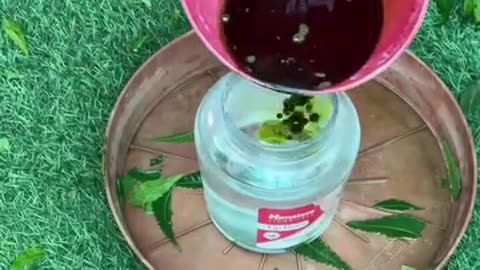 Neem oil making in home