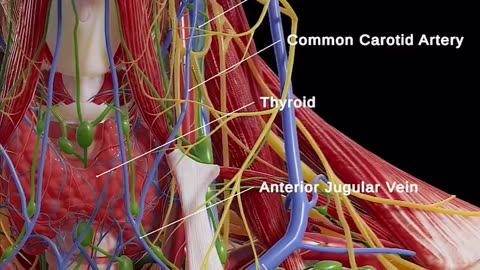 Neck anatomy