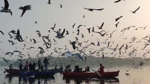 A flock of seagulls flying over the tourist boats