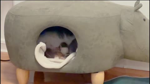 Happy cat mother with his baby in a special den