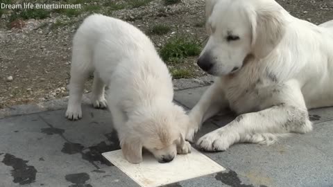 Golden Retriever Meets Puppies in the garden