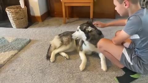 Huskies HATE Cuddles!??