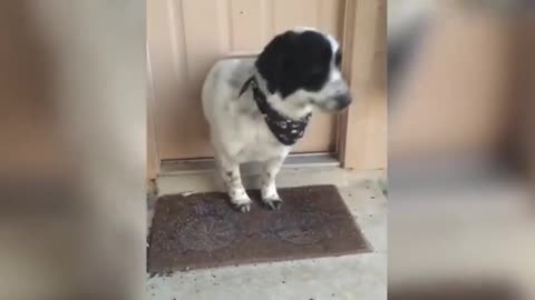 Dog Struggles to Fit Through Tiny Doggy Door