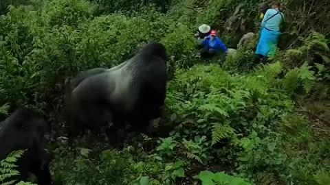 Jungle Giants: Encounter with Terrifying Gorilla