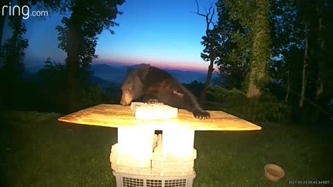 Bear Eats Sunflower Seeds