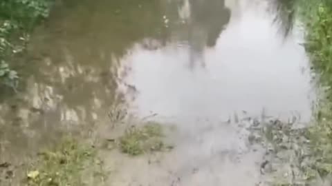 Dog's Funny Water Walk