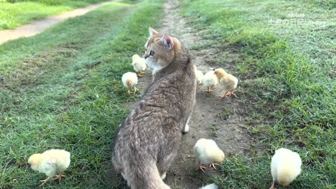 The world_s kindest kitten has fun taking chicks outdoors to find food. cute animal videos-