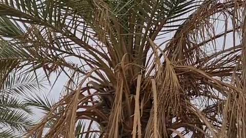 Désert birds on palm tree