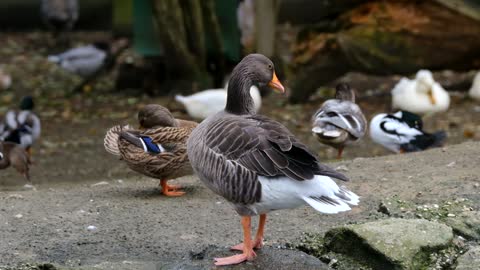 greylag goose animal