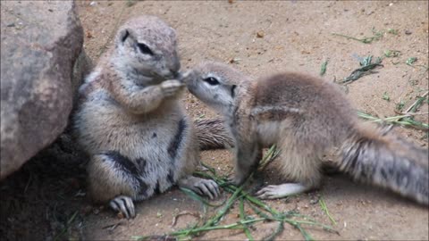 Squirrel,Squirrel video,Animal,Animal video