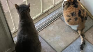 Cat Watching!