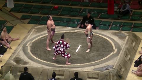 Sumo Knockout
