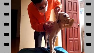 🥰​🥰​🥰​ Rescue poor dog that was dragged on the road with injury